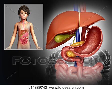 Stock Image - Child's liver and stomach, illustration. Fotosearch