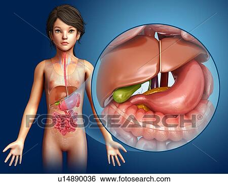 Stock Photograph - Child's liver and stomach, illustration. Fotosearch