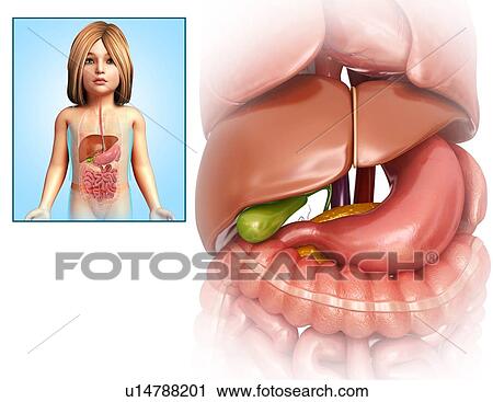 Stock Image - Child's liver, illustration. Fotosearch