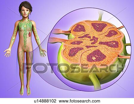 Stock Image - Child's lymph node, illustration. Fotosearch