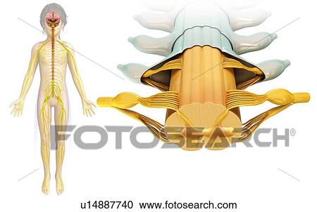 Child's spinal cord cross-section View Large Photo Image Stock Image - Child's spinal cord cross-section. Fotosearch