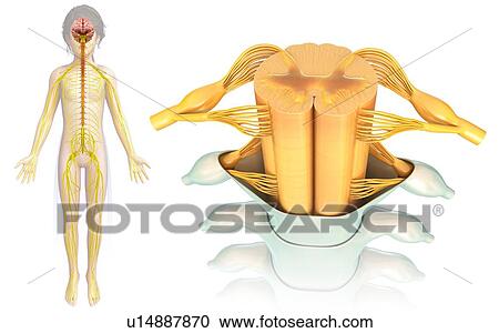 Stock Image - Child's spinal cord cross-section. Fotosearch