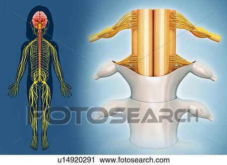 Stock Image - Child's spinal cord, illustration. Fotosearch