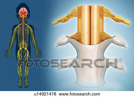 Stock Photo - Child's spinal cord, illustration. Fotosearch