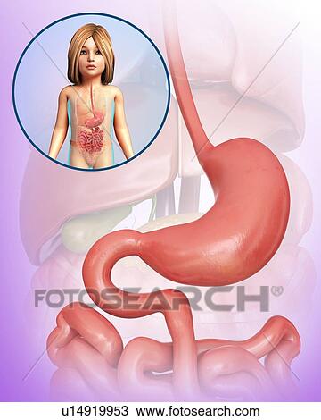 Stock Image - Child's stomach, illustration. Fotosearch