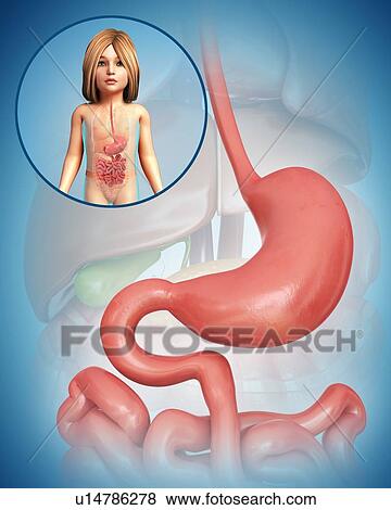 Child's stomach, illustration View Large Photo Image Stock Photo - Child's stomach, illustration. Fotosearch
