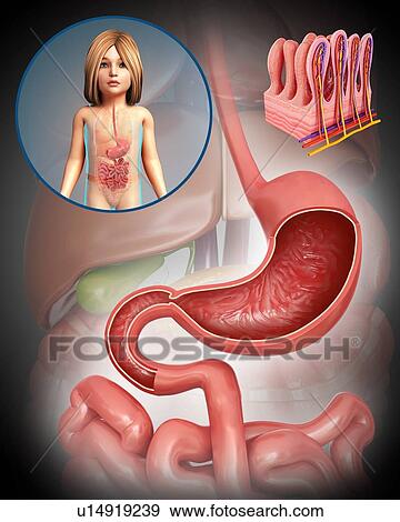 Child's stomach, illustration View Large Photo Image Stock Photo - Child's stomach, illustration. Fotosearch