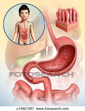 Child's stomach, illustration View Large Photo Image Stock Photo - Child's stomach, illustration. Fotosearch