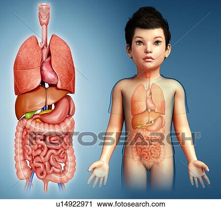 Child's torso organs, illustration View Large Photo Image Stock Image - Child's torso organs, illustration. Fotosearch