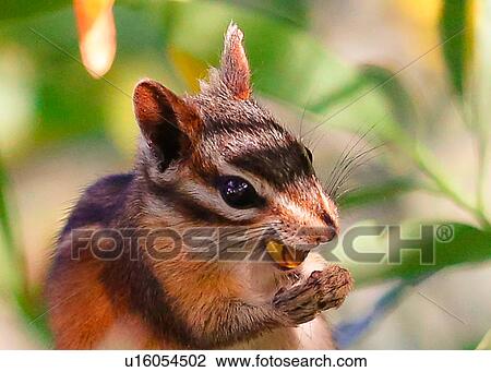 Stock Image - Chipmunk. Fotosearch