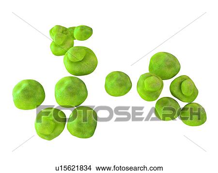 Picture - Chlamydia trachomatis bacteria. Fotosearch