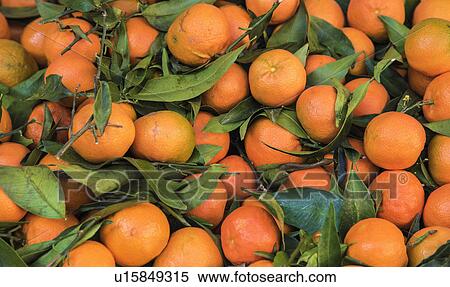 Stock Photography - Clementines at farmer's market. Fotosearch