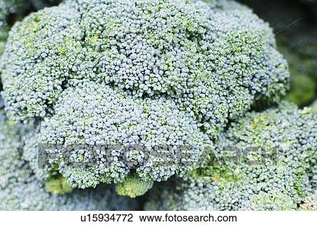 Stock Image - Close-up of broccoli. Fotosearch
