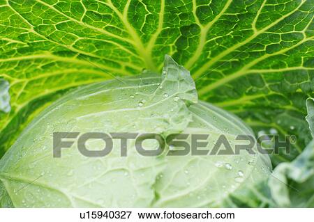 Stock Photo - Close-up of cabbage leaves. Fotosearch