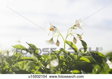 Close-up of flowering potato plant View Large Photo Image Picture - Close-up of flowering potato plant. Fotosearch