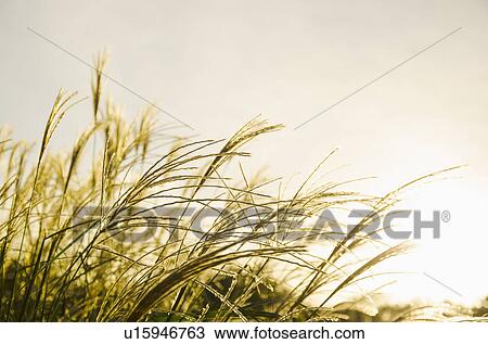 Stock Image - Close-up of marram grass in sunlight. Fotosearch