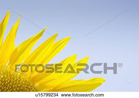 Picture - Close-up of sunflower. Fotosearch