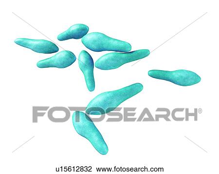 Clostridium bacteria View Large Photo Image Stock Image - Clostridium bacteria. Fotosearch