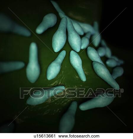 Stock Image - Clostridium bacteria. Fotosearch