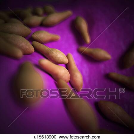 Stock Image - Clostridium bacteria. Fotosearch