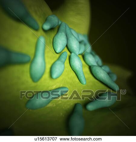 Clostridium bacteria View Large Photo Image Stock Photo - Clostridium bacteria. Fotosearch