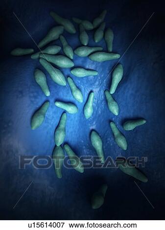 Clostridium bacteria View Large Photo Image Stock Photo - Clostridium bacteria. Fotosearch