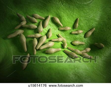 Clostridium bacteria View Large Photo Image Stock Photograph - Clostridium bacteria. Fotosearch