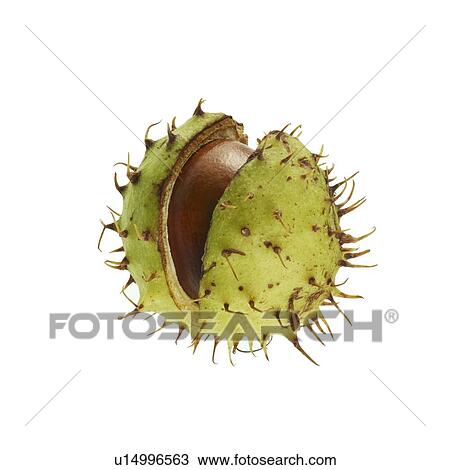 Stock Image - Conker. Fotosearch