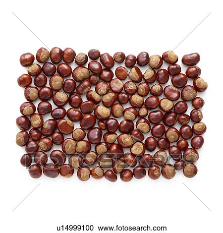 Stock Image - Conkers. Fotosearch