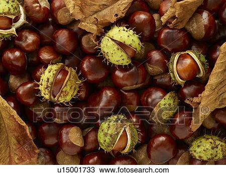 Stock Image - Conkers. Fotosearch