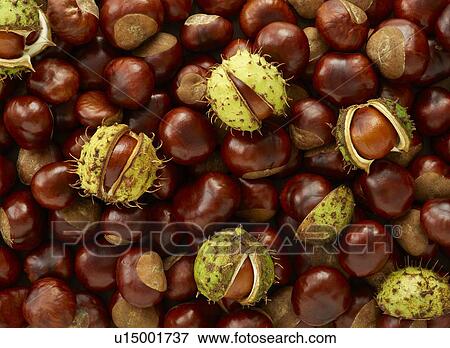Conkers View Large Photo Image Stock Photo - Conkers. Fotosearch