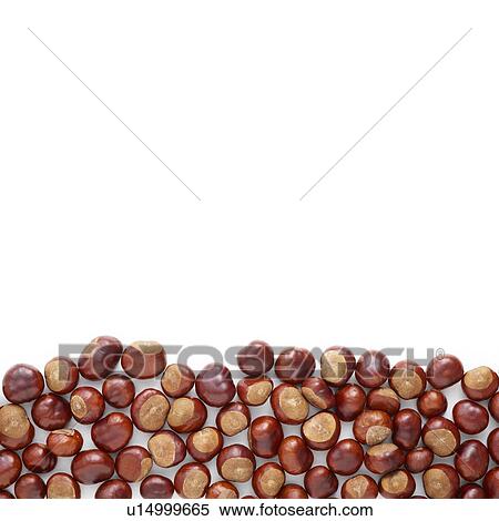 Stock Photography - Conkers. Fotosearch
