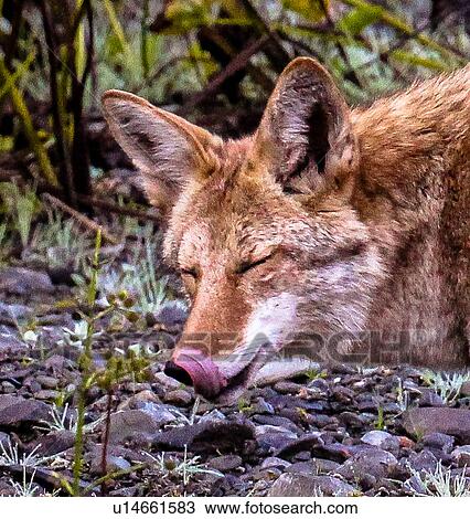 Stock Image - Coyote. Fotosearch