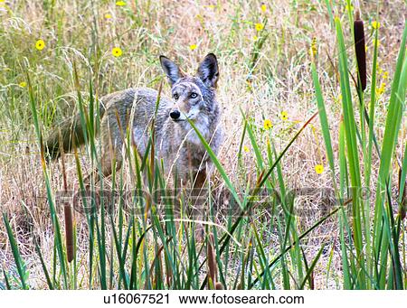 Stock Image - Coyote. Fotosearch