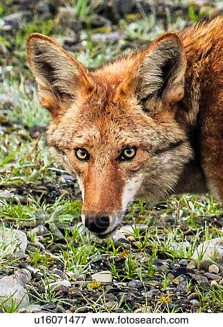 Stock Photo - Coyote. Fotosearch