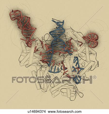 Picture - CRISPR-CAS9 gene editing, illustration. Fotosearch