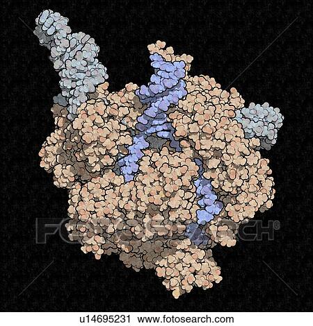 CRISPR-CAS9 gene editing, illustration View Large Photo Image Stock Image - CRISPR-CAS9 gene editing, illustration. Fotosearch