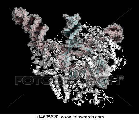 Stock Image - CRISPR-CAS9 gene editing, illustration. Fotosearch