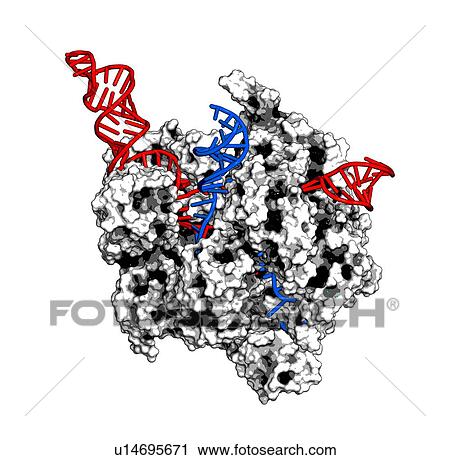 Stock Image - CRISPR-CAS9 gene editing, illustration. Fotosearch