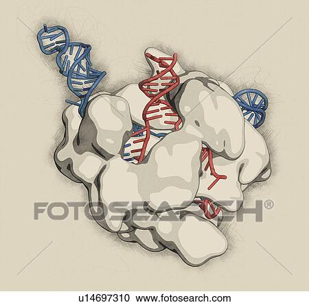 Stock Image - CRISPR-CAS9 gene editing, illustration. Fotosearch