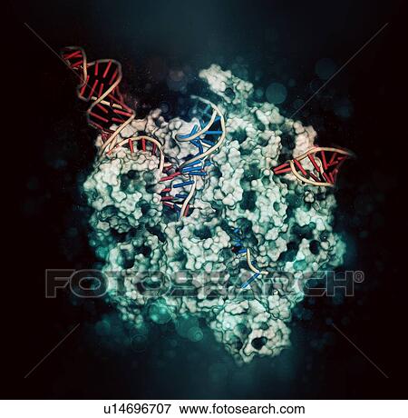 Stock Photo - CRISPR-CAS9 gene editing, illustration. Fotosearch