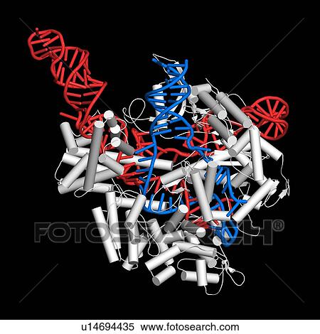 CRISPR-CAS9 gene editing, illustration View Large Photo Image Stock Photography - CRISPR-CAS9 gene editing, illustration. Fotosearch