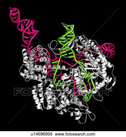 CRISPR-CAS9 gene editing, illustration View Large Photo Image Stock Photography - CRISPR-CAS9 gene editing, illustration. Fotosearch