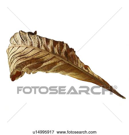Dead autumn leaf View Large Photo Image Stock Photo - Dead autumn leaf. Fotosearch