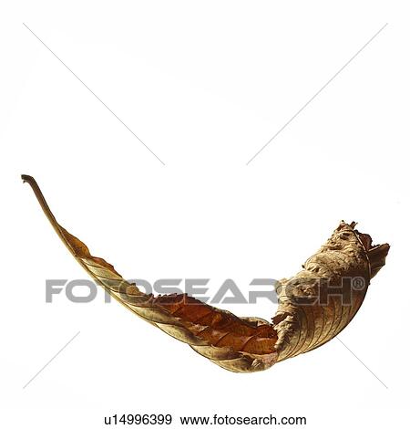 Dead autumn leaf View Large Photo Image Stock Photo - Dead autumn leaf. Fotosearch