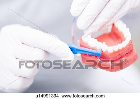 Picture - Dentist showing dentures. Fotosearch