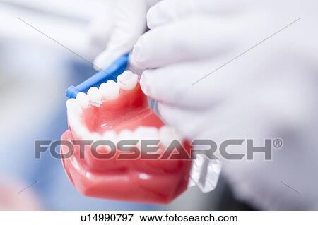 Stock Photo - Dentist showing dentures. Fotosearch