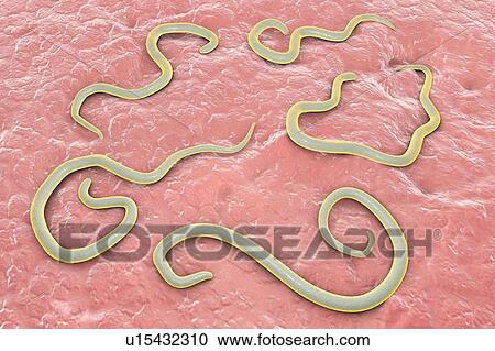 Stock Image - Dog roundworm, illustration. Fotosearch