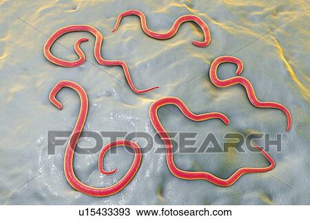 Dog roundworm, illustration View Large Photo Image Stock Image - Dog roundworm, illustration. Fotosearch