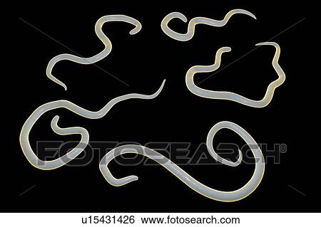 Stock Photograph - Dog roundworm, illustration. Fotosearch